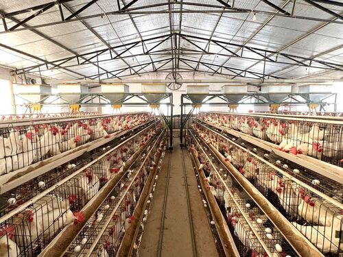 21 F X 15 D X 15 H Poultry Layer Cage for 5 Birds per Cage 