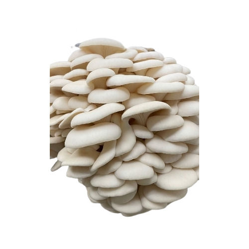 Full Matured Edible Organic Mushroom Spawn