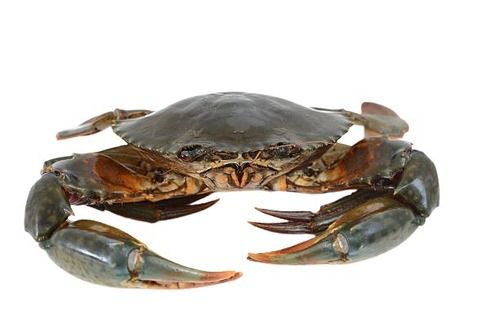 High In Protein Whole Fresh Mud Crab