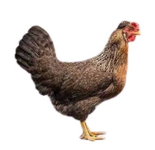 Brown Live Country Chicken