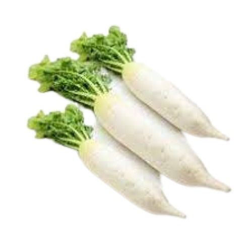 Long Shape Naturally Grown Fresh Radish Moisture (%): 90%