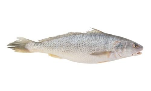 Fresh Whole Water Preserved Croaker Fish