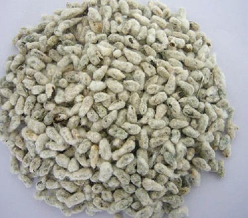 Matured Dried Cotton Seeds For Cattle Feed