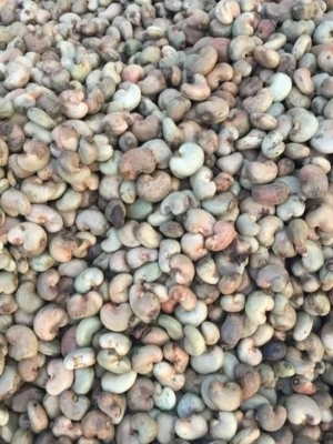 Raw Cashew Nuts - Cultivation Type: Common