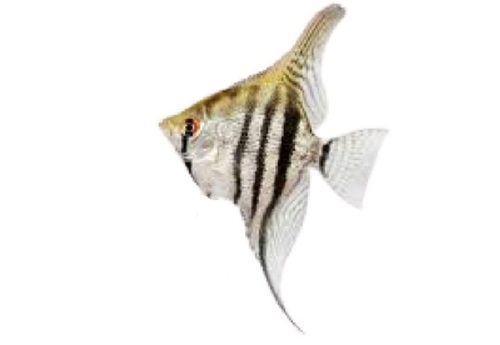 White With Black 15 Cm Aquarium Angelfish 