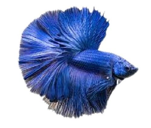 Blue 6 Inch Aquarium Betta Fish 