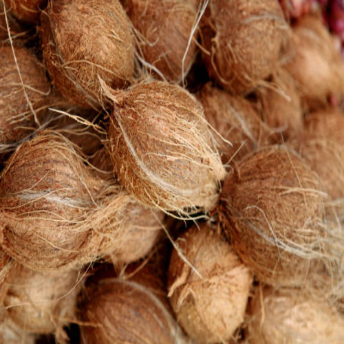 Indian Origin Naturally Grown Semi Husked Coconut