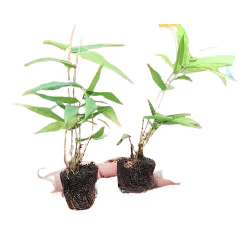 B.Balcooa Well Watered Bamboo Netpot Plants For Plantation