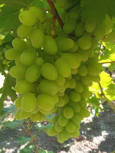 Indian Origin Locally Grown Thompson Grapes