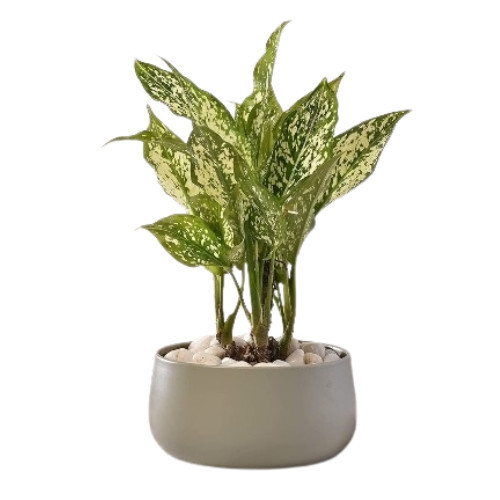 Flower Pots - Durable Material, 6 Inch Bottom Diameter | Lightweight, Excellent Drainage, Indoor & Outdoor Use