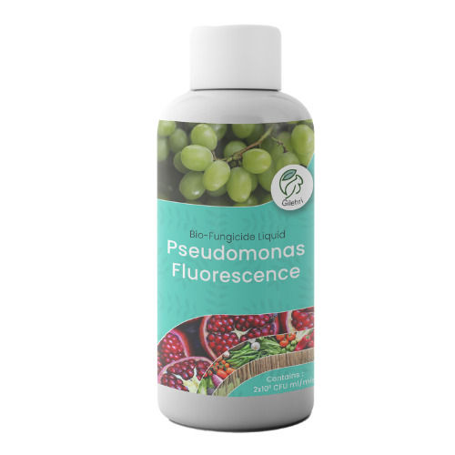 Gilehri Pseudomonas Fluorescence Bio Fungicide ( 2 X 10^8 Cfu Ml/min ) For Plants And Home Garden Recommended By Npop For Organic Farming