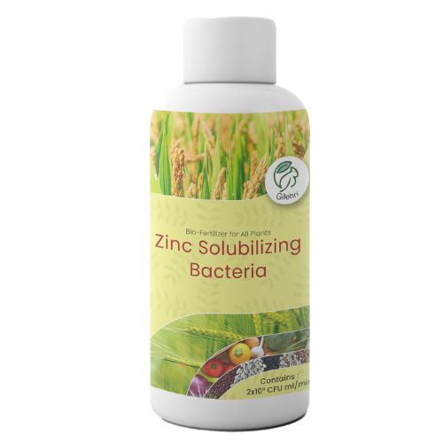 Gilehri Zinc Solubilizing Bacteria Bio Fertilizer (5 X 10*8 Cfu Ml/min) For All Plants And Home Garden Recommended By Npop For Organic Farming