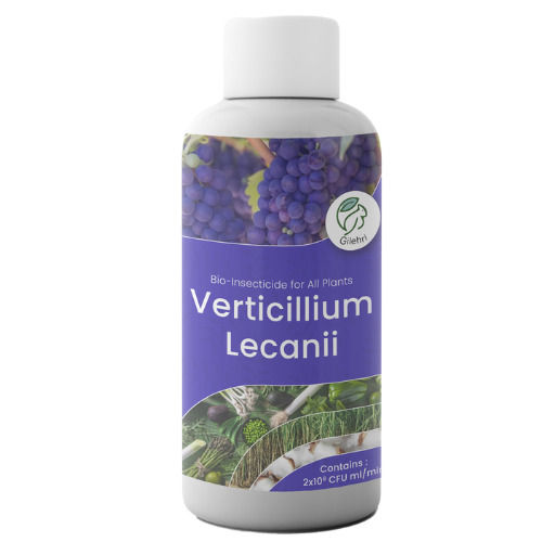 Verticillium Lecanii Bio Pesticide For Organic Farming Eco Friendly Insect Control