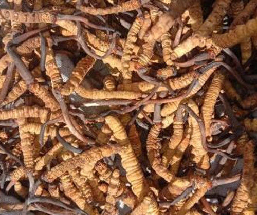 Keeda Jadi Cordyceps Sinensis Cordyceps Militaris