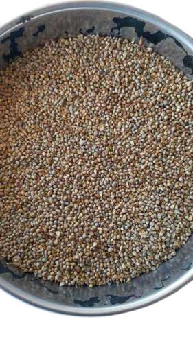 Bajra Seeds (Pearl Millet Seeds)