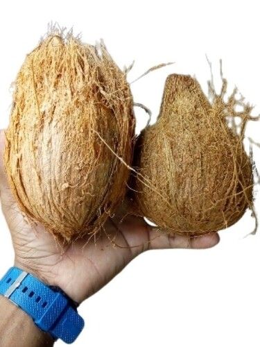 Rich Nutritious Semi Husked Coconut