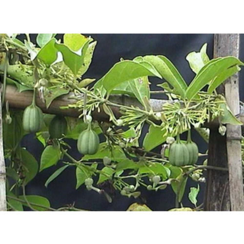 Aristolochia Indica Pure And Natural Ayurvedic Herbs