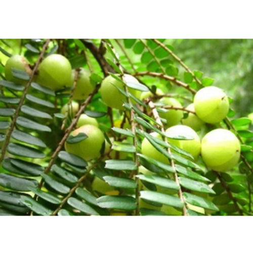 Emblica Officinalis Pure And Natural Ayurvedic Herbs