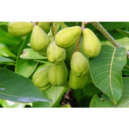 Terminalia Chebula Pure And Natural Ayurvedic Herbs