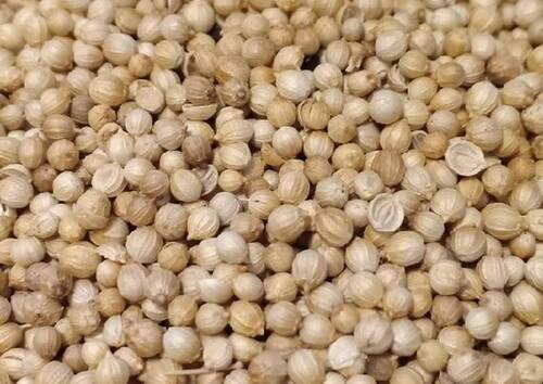 Pure Dried Coriander Seeds