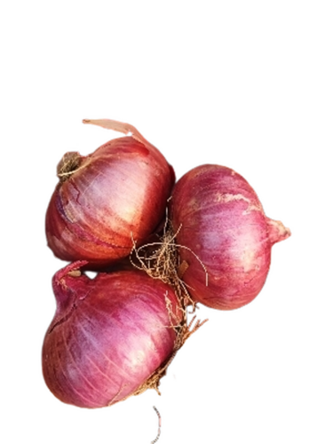 Fresh Onion