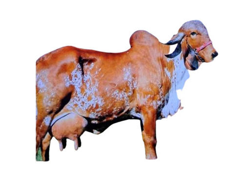 Disease Free Brown Gir Cow