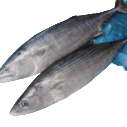Bonito Tuna Fish For Restaurant and Mess