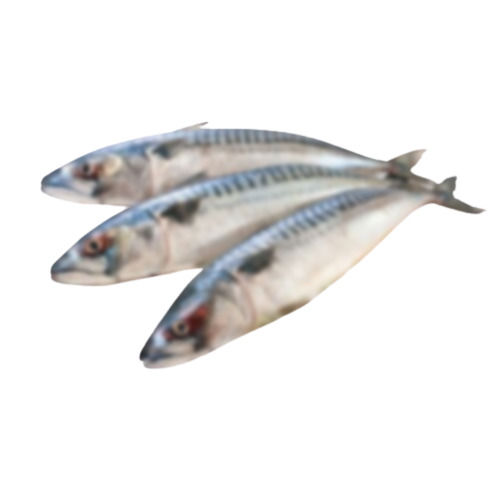 Frozen Indian Mackerel Seafood Processing Type: Smoked