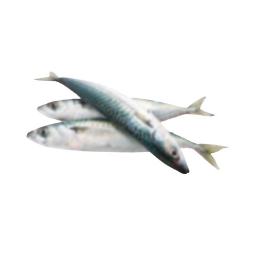 mackerel fish