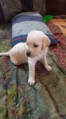 Labrador Puppy for Sale