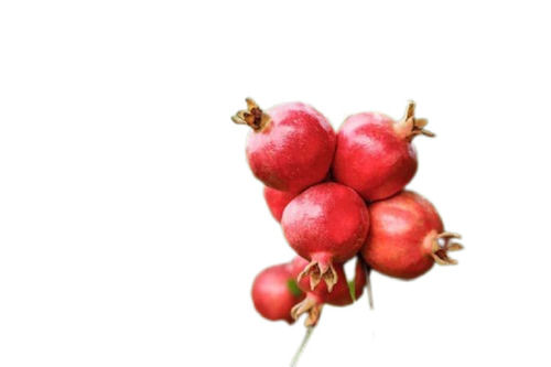 A Grade 99.9% Pure Fresh Indian Origin Common Cultivated Sweet Pomegranate Origin: India