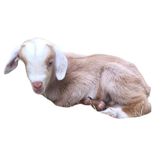 6 Months Old Pure White Saanen Goat For Goat Farming