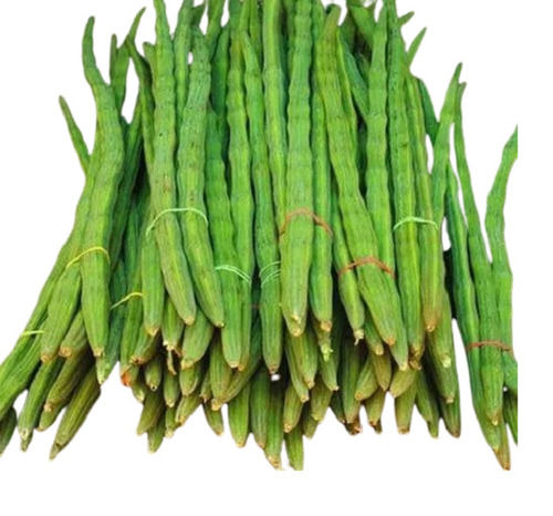 A Grade Indian Origin Common Cultivated 99.9% Pure Fresh Green Drumstick