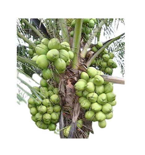 Young Green Coconut