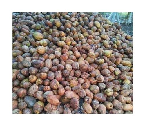 A Grade 99.99% Pure Fresh Common Cultivation Whole Matured Brown Coconut