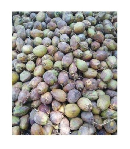 A Grade 99.99% Pure Fresh Common Cultivation Whole Matured Green Coconut