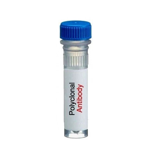 Phospho-c-Kit Tyr703 Antibody