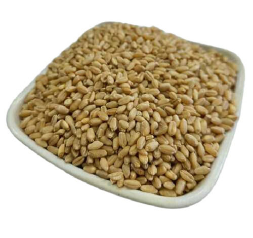 Common Cultivated A Grade Indian Origin 99.9% Pure Fresh Whole Wheat Grain