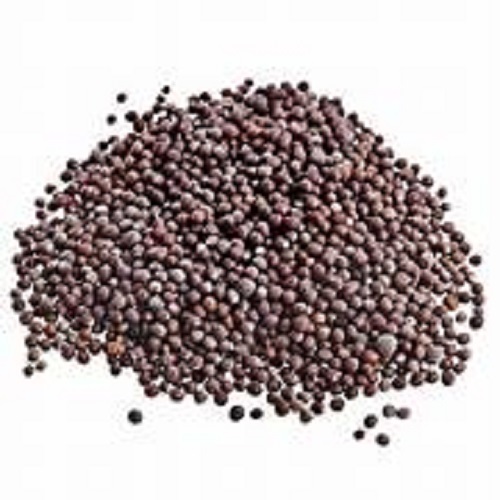 क्विक ड्राई प्रीमियम क्वालिटी और प्राकृतिक सरसों के बीज