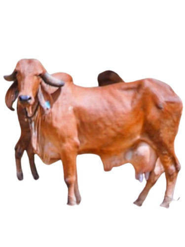 5.5 Feet Gir Cow For Dairy Use