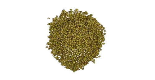 Healthy And Nutritious Coriander Seeds