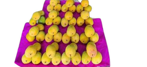 Sweet And Natural Alphonso Mangoes  Size: 10" - 15"