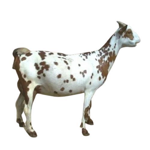 Healthy Female Barbari Goat