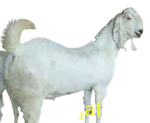 Male White Sojat Goat