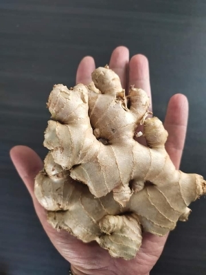 प्राकृतिक और शुद्ध ताज़ा अदरक