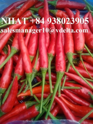  TOP WHOLESALE FROZEN RED CHILI VIETNAM/ PREMIUM QUALITY AND COMPETITIVE PRICE