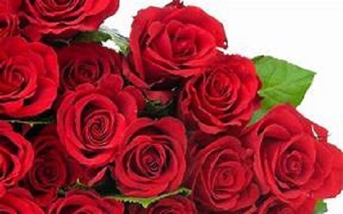 Beautiful And Natural Fresh Red Rose