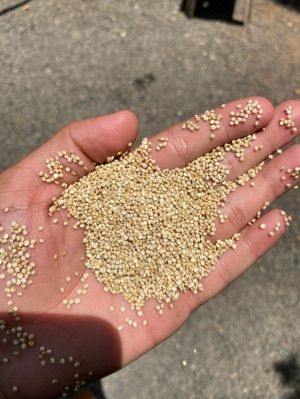 Quinoa Grain