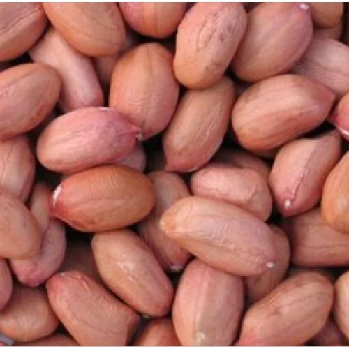 Natural Raw Indian Bold Peanuts Kernel Broken (%): 5