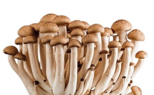 A Grade And High Nutritious Organic Mushroom